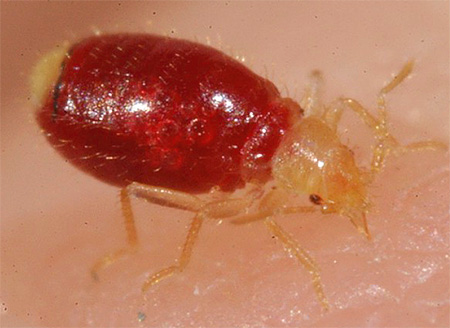 Larve de punaise de lit qui a bu du sang