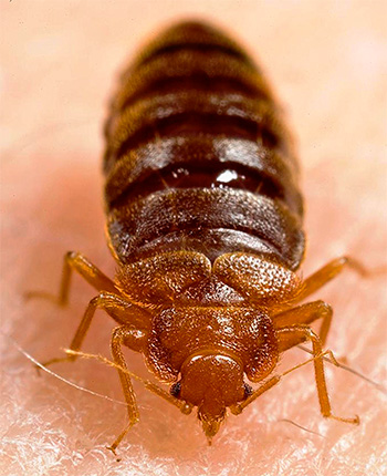 Punaise de lit ivre de sang