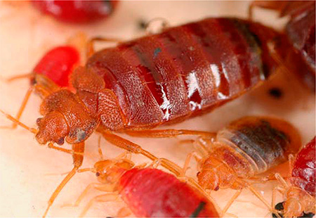 Punaises de lit ivres de sang