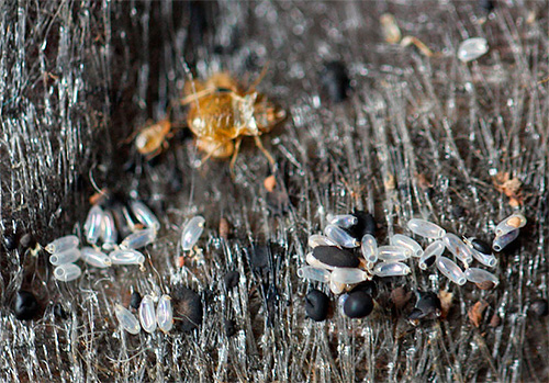 Les boules noires sont des excréments de punaises de lit.