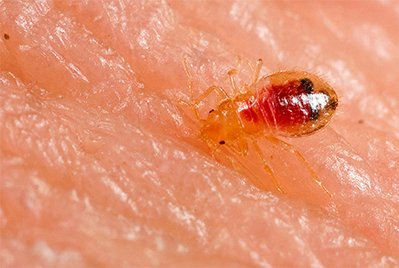 Larve de punaise de lit