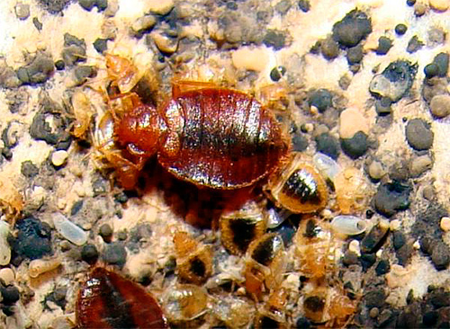 Déchets de punaises de lit