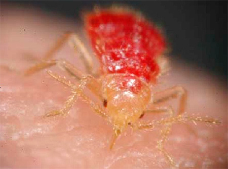 nymphe de punaise de lit