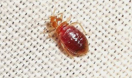 Une larve de punaise de lit rassasiée