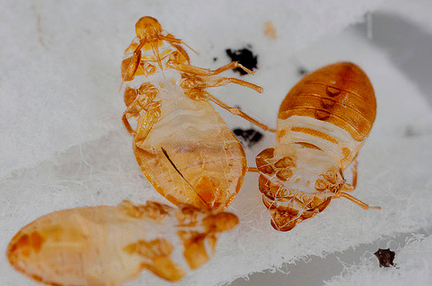 Coquilles chitineuses de punaises de lit