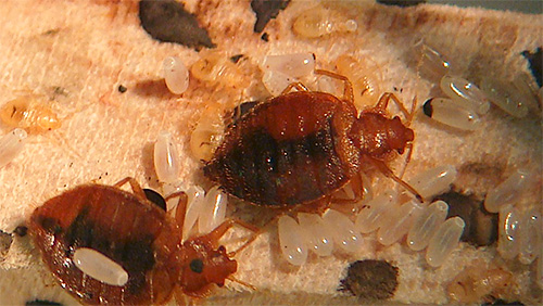 Les punaises de lit et leurs œufs