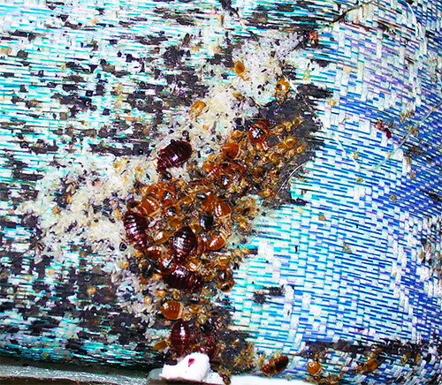 Nid de punaises de lit