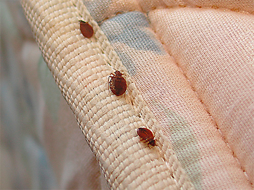Punaises de lit sur le matelas
