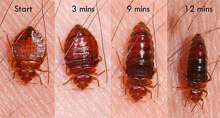 Redimensionnement des punaises de lit