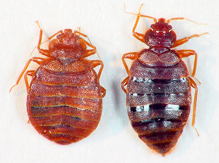 Punaise de lit affamée et pleine