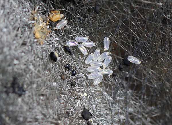 Oeufs de punaises de lit