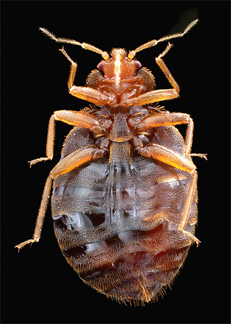 Photo en gros plan d'une punaise de lit