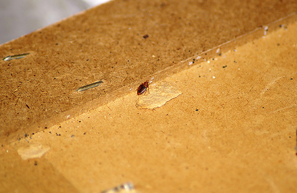 Souvent, ces suceurs de sang sont amenés dans la maison par les propriétaires eux-mêmes, avec de vieux meubles...