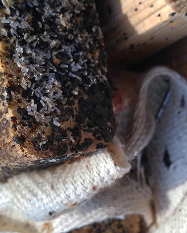 Dans un appartement infecté, au fil du temps, le nombre d'œufs de parasites peut se compter par milliers.