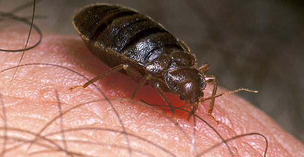 Il ressemble à un insecte au moment de sucer le sang.