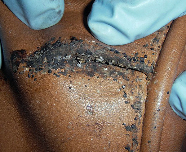 Oeufs de punaises de lit dans les plis d'un canapé en cuir.