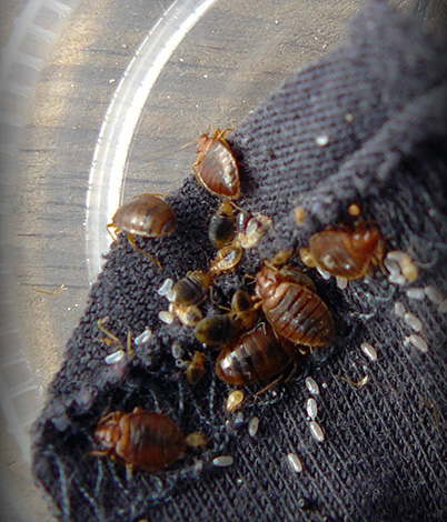 Les endroits préférés où les punaises de lit font leur nid sont les lits et les canapés où les gens dorment régulièrement.