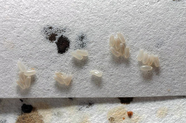 Oeufs de punaises domestiques