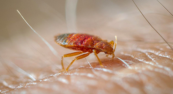 En réalité, les punaises de lit n'ont aucune préférence pour le groupe sanguin ou le sexe - elles peuvent piquer n'importe qui qui vit dans un appartement.