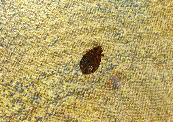 Souvent, les insecticides bon marché vendus dans les quincailleries sont assez efficaces contre les punaises de lit.