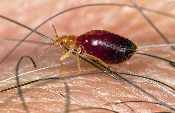 Il est important d'empêcher les larves de punaises de lit survivantes d'atteindre l'âge de reproduction.