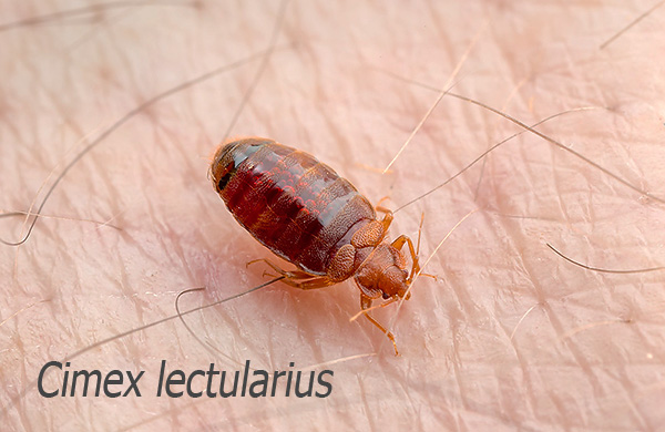 Punaise de lit sur la peau humaine
