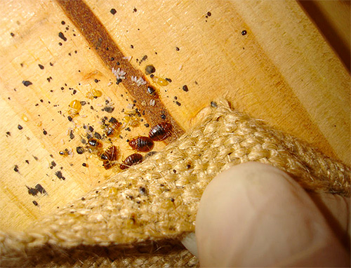 Choisir un remède efficace contre les punaises de lit