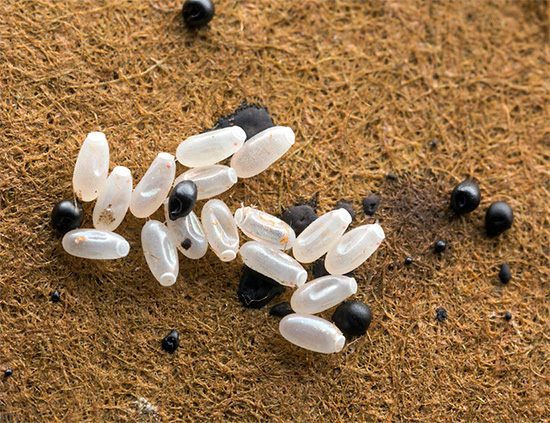 La photo montre des œufs de punaises de lit.