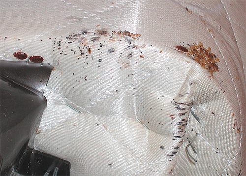 Punaises de lit sur le matelas