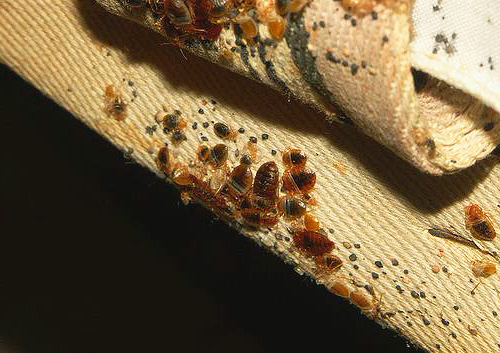 Punaises de lit dans le matelas du canapé