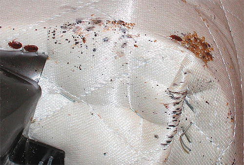 Si des insectes sont trouvés dans le canapé, il peut être gelé dans la rue ou traité à la vapeur chaude