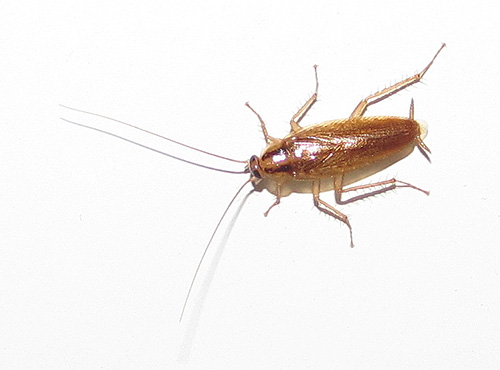 Nous combattons les cafards dans l'appartement