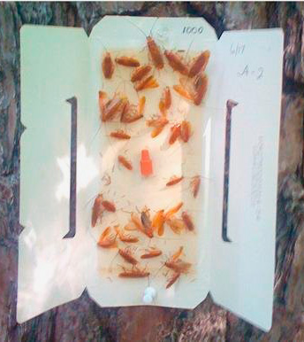 Cafards collés au ruban adhésif dans un piège