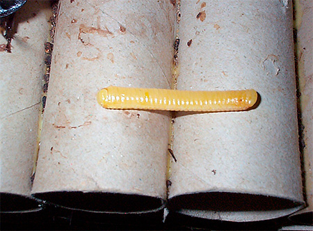 Oothèque de cafard de Madagascar