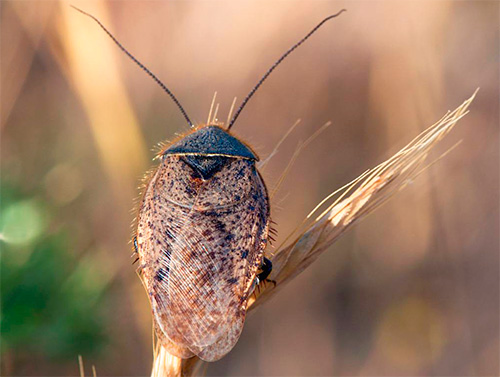 Cafard frêne (égyptien)