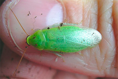 La photo montre un cafard banane