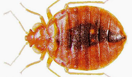 Photos de punaises de lit