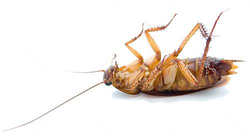 Les cafards meurent à basse température