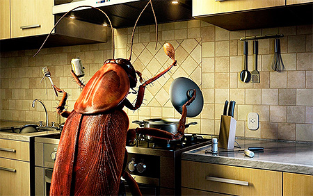 La propreté dans la cuisine et dans l'appartement dans son ensemble est la clé d'une lutte réussie contre les cafards