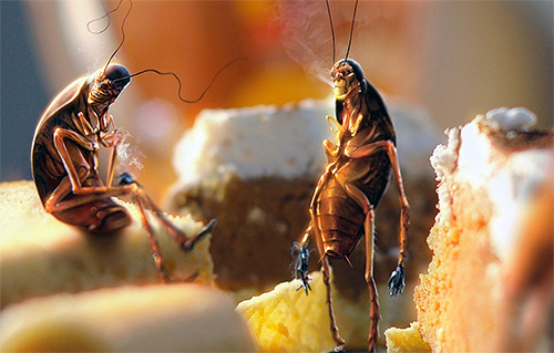 Les débris alimentaires non nettoyés contribuent à la reproduction des cafards