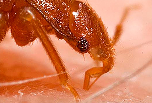 Les piqûres régulières de punaises de lit peuvent affecter l'état mental d'une personne