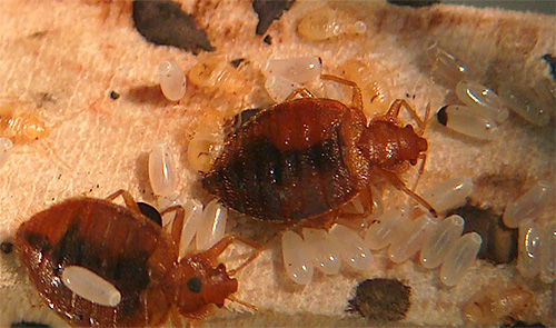 Les punaises de lit et leurs œufs