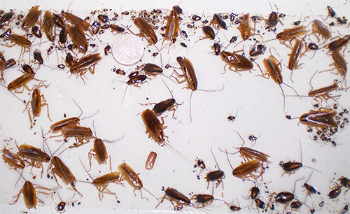 Nous enlevons les cafards de l'appartement