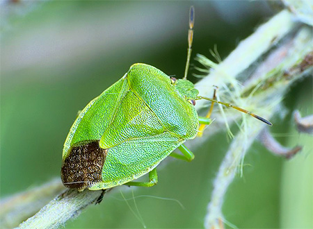 Voici à quoi ressemble une punaise puante