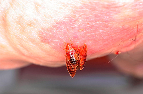 Les punaises de lit ont aussi une odeur.