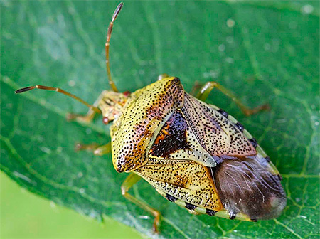 Punaise grise (bouclier)