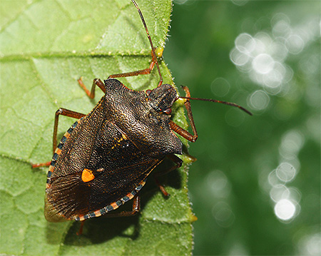 bouclier à pattes rouges