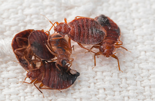 Toutes les critiques ne parlent pas de la grande efficacité de Klopomor