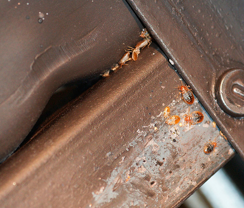 Punaises de lit sous le matelas du lit