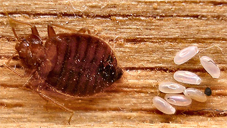 À une extrémité de l'œuf d'un insecte domestique, il y a un capuchon caractéristique